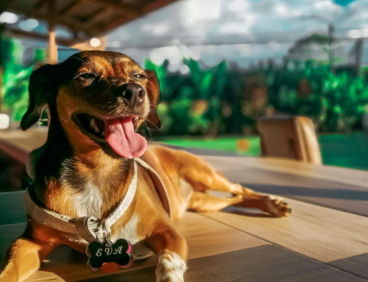 Arenal Backpackers Resort La Fortuna المظهر الخارجي الصورة A dog with a tag