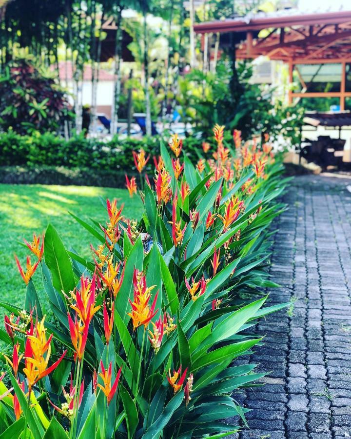 Arenal Backpackers Resort La Fortuna المظهر الخارجي الصورة Heliconia in a garden
